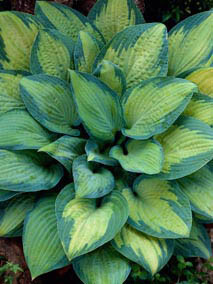 Хоста 'Paul's Glory' - 1 Хоста 'Paul's Glory' - 1