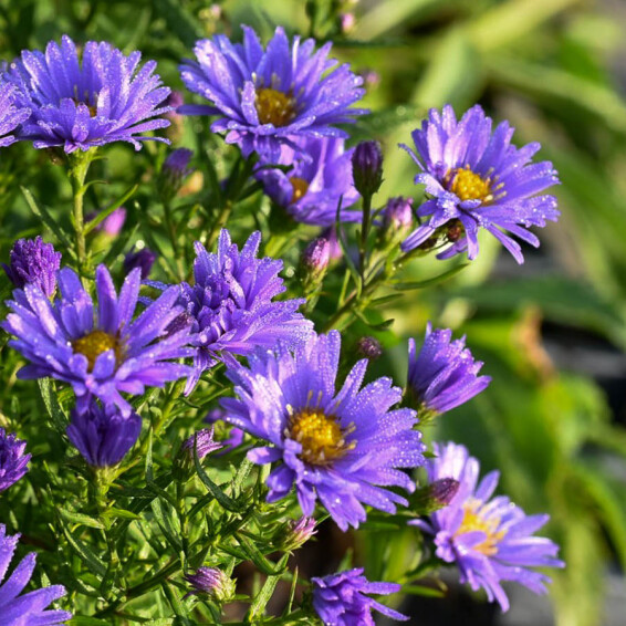 Айстра кущова 'Lady in Blue' - 6 Айстра кущова 'Lady in Blue' - 6