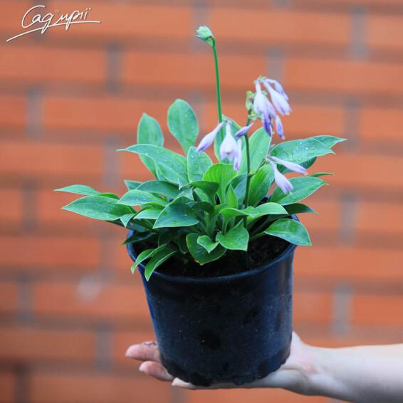 Хоста 'Blue Cadet' - 5