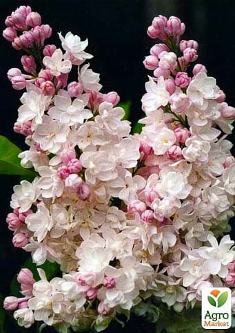 Сирень обыкновенная 'Krasawica Moskvy' - 5