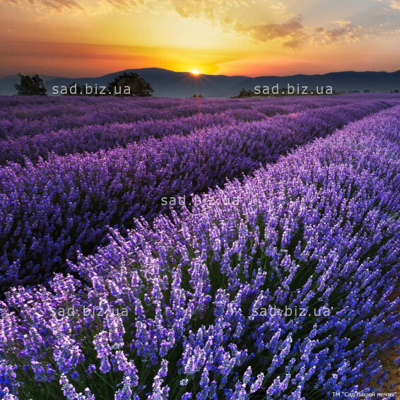 Лаванда вузьколиста 'Dwarf Blue', p9 - - 1 Лаванда вузьколиста 'Dwarf Blue', p9 - - 1