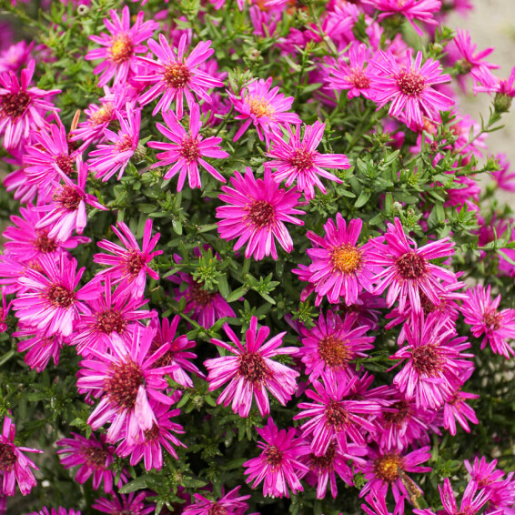 Айстра кущова 'Starlight' - 1