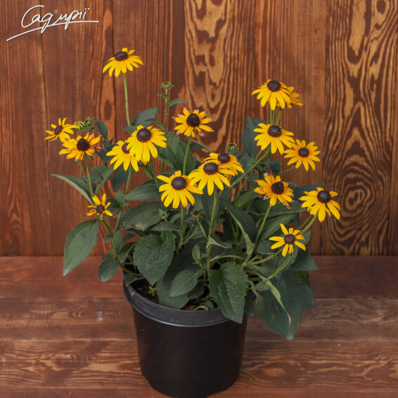 Рудбекія блискуча 'Goldsturm' - 2 Рудбекія блискуча 'Goldsturm' - 2