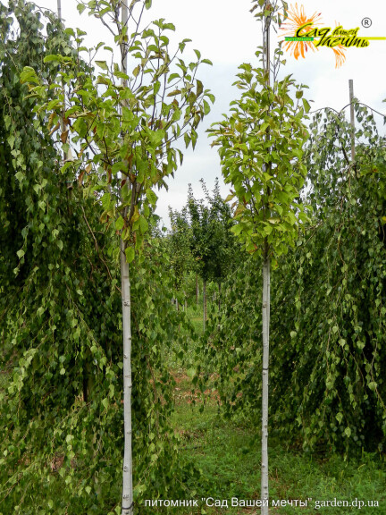 Магнолія кобус - 3