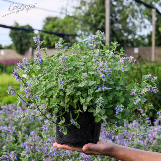 Котовник Фассена 'Senior' #3, C2 - - 3