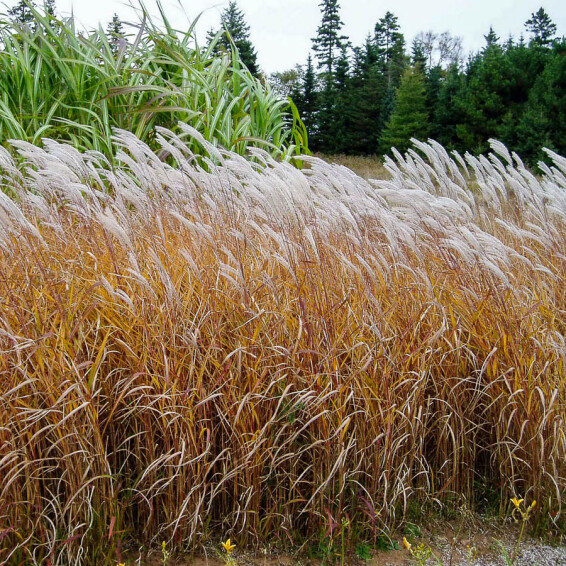 Міскантус китайський 'Purpurascens' - 2