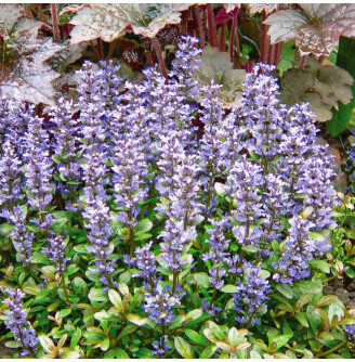 Горлянка вузьколиста 'Chocolate Chip'