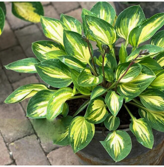 Хоста 'Fantasy Island'