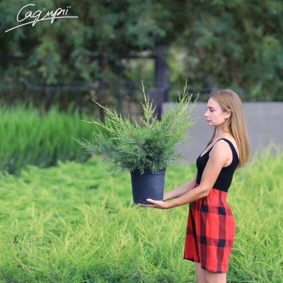 Можжевельник китайский 'Kuriwao Gold' #7, WRB 200-250 - 6