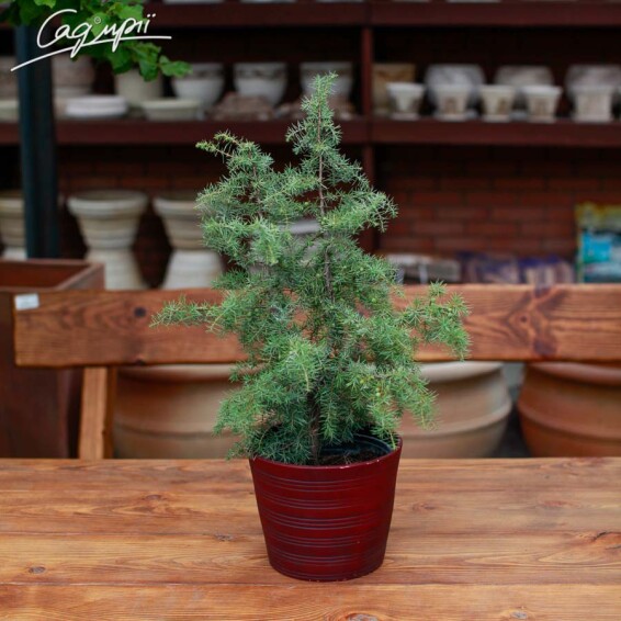 Можжевельник обыкновенный 'Kalebab' - 2