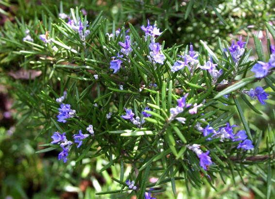 Розмарин лікарський 'Tuscan Blue' - 1 Розмарин лікарський 'Tuscan Blue' - 1