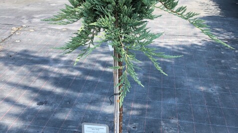 Питомник Сад Вашей Мечты предлагает штамбовые можжевельники и не только