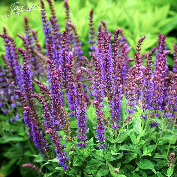 Шавлія дібравна 'Night Field', p9 - - 2