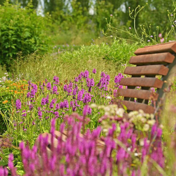 Чистець Моньє 'Hummelo', C3 - - 1