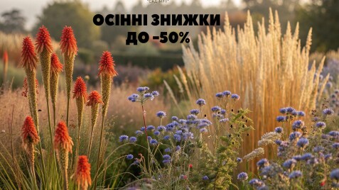30 рослин для яскравої осені: знижки до - 50% подовжено!