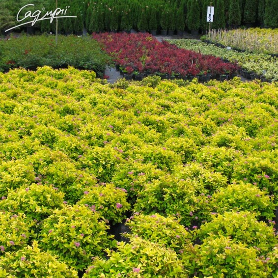 Спірея японська 'Goldmound' - 1