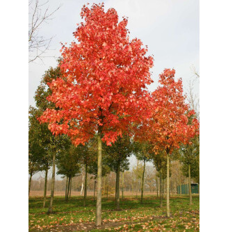 Клен червоний 'Summer Red'