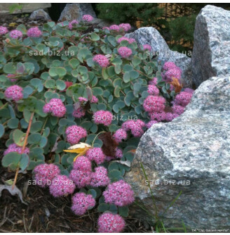 Очиток Зібольда