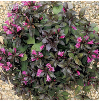 Вейгела квітуча 'Minor Black'