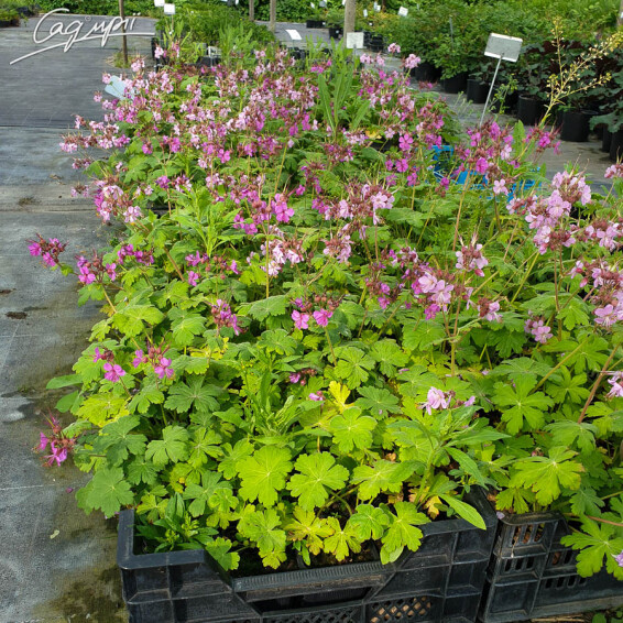 Герань крупнокорневищная - 5 Герань крупнокорневищная - 5