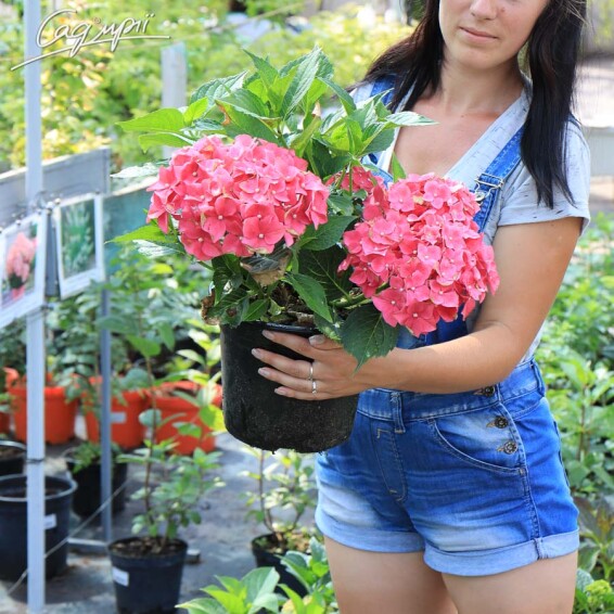 Гортензія крупнолиста 'Leuchtfeuer' - 2