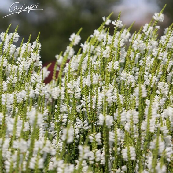 Фізостегія віргінська 'Alba' - 3 Фізостегія віргінська 'Alba' - 3