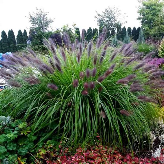 Перистощетинник лисохвостный 'Black Beauty' - 3