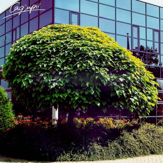 Катальпа бигнониевидная 'Nana' #3, C35 10--12 300-325 St. 225 - 11