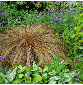 Осока Петрі ‘Milk Chocolate’