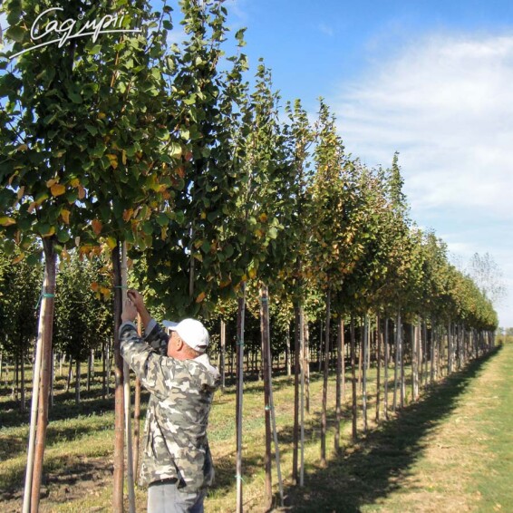 Липа серцелиста 'Greenspire' #1, C60 14--16 300-350 St. 180-200 - 7 Липа серцелиста 'Greenspire' #1, C60 14--16 300-350 St. 180-200 - 7