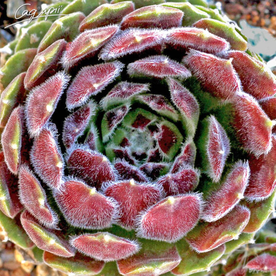 Молодило гибридное 'Hey Hey' #1, p9 - - 2