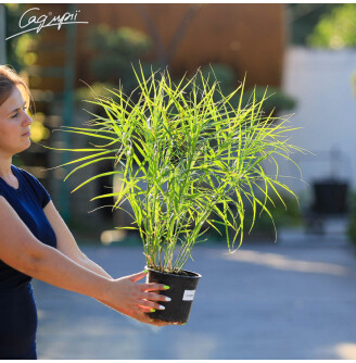 Осока пальмолистна