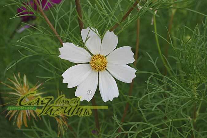 Космея - "золушка" наших цветников