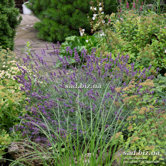Лаванда узколистная 'Hidcote' - 2