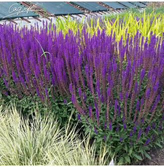 Шавлія лісова 'Caradonna Compact' ® PBR