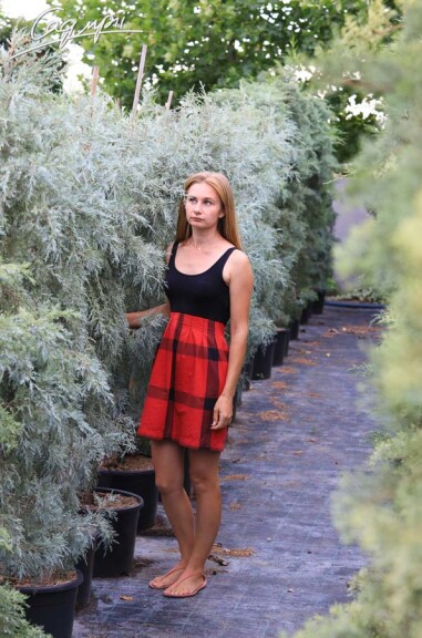 Ялівець скельний 'Pathfinder' - 1 Ялівець скельний 'Pathfinder' - 1