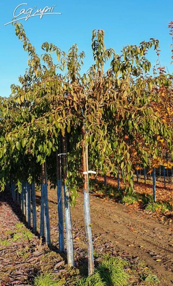 Сакура дрібнозубчаста 'Kiku-shidare' #6, С25 12--14 225-250 St. 225 - 6 Сакура дрібнозубчаста 'Kiku-shidare' #6, С25 12--14 225-250 St. 225 - 6