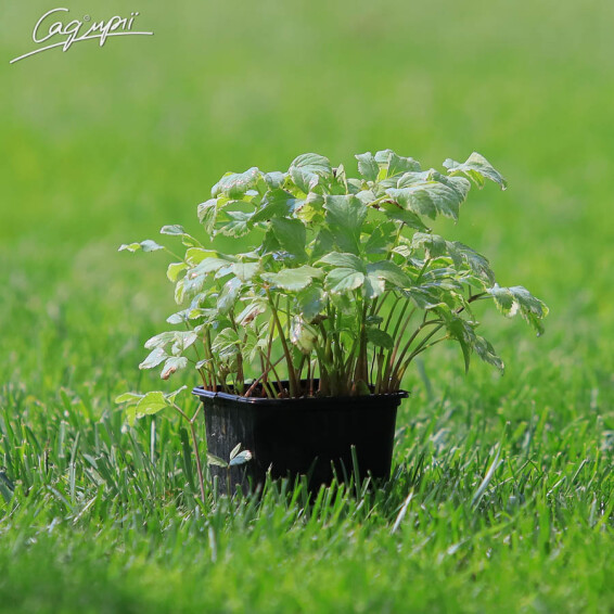 Яглиця звичайна 'Variegata', p9 - - 7