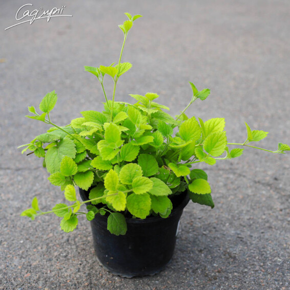 Яснотка зеленчуковая - 1