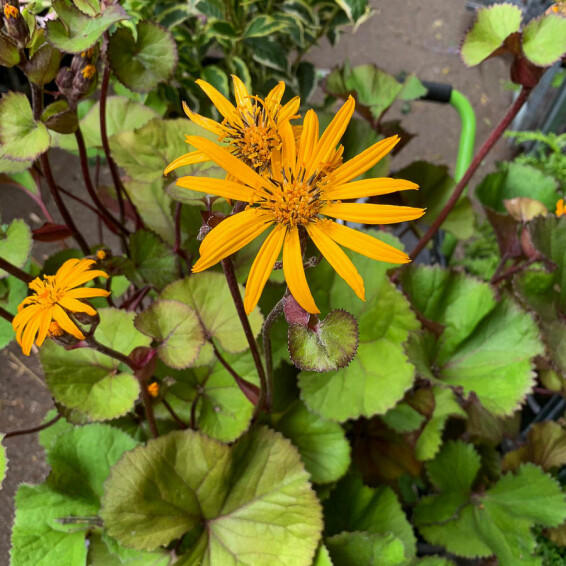 Бузульник зубчатый 'Othello' - 5