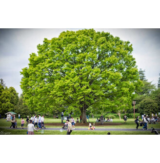 Дзельква зубчата