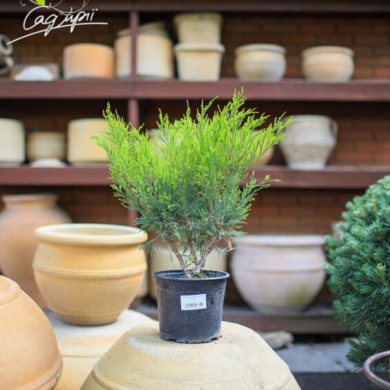 Ялівець козацький 'Blue Sparkle' - 5 Ялівець козацький 'Blue Sparkle' - 5