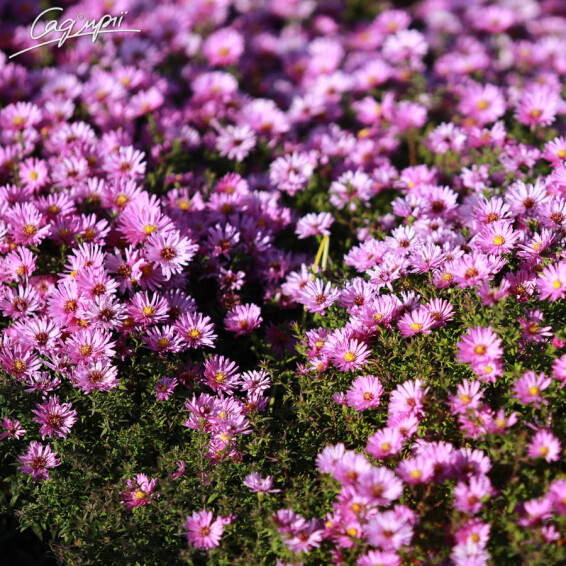 Айстра кущова 'Rosenwichtel', p9 - - 2 Айстра кущова 'Rosenwichtel', p9 - - 2