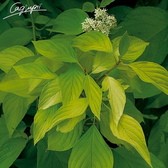 Дерен білий 'Aurea' #3, С7 60-80 - 1