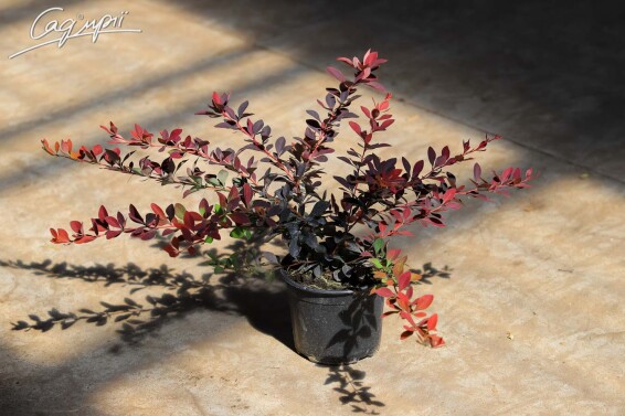 Барбарис оттавський 'Superba' #3, p9 60-70 - 2