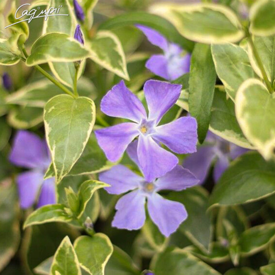 Барвінок великий 'Variegata' - 4 Барвінок великий 'Variegata' - 4