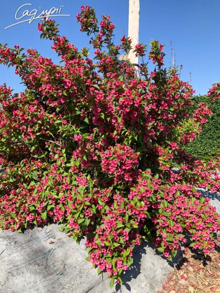 Вейгела 'Bristol Ruby' #2, С14 - - 1 Вейгела 'Bristol Ruby' #2, С14 - - 1