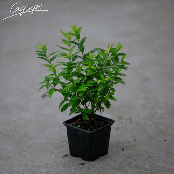 Бирючина звичайна 'Lodense' - 2