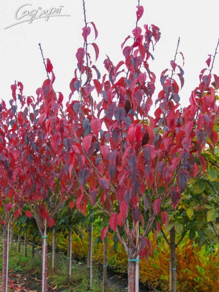 Сакура дрібнозубчаста 'Royal Burgundy' #20, C32 10--12 250-300 St. 180-200 - 8