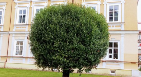 Великомірні рослини, солітери